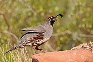 Gambel's quail, Callipepla gambelii