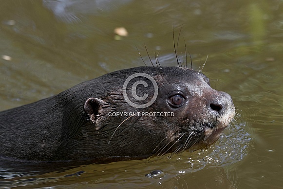 Giant Otter Swimming