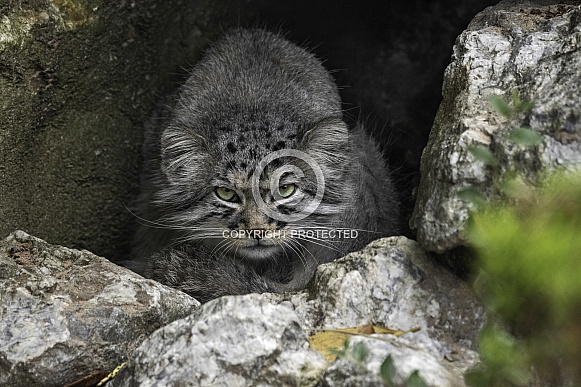 Manul/Pallas Cat Hiding In Rocky Cave