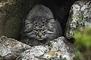 Manul/Pallas Cat Hiding In Rocky Cave