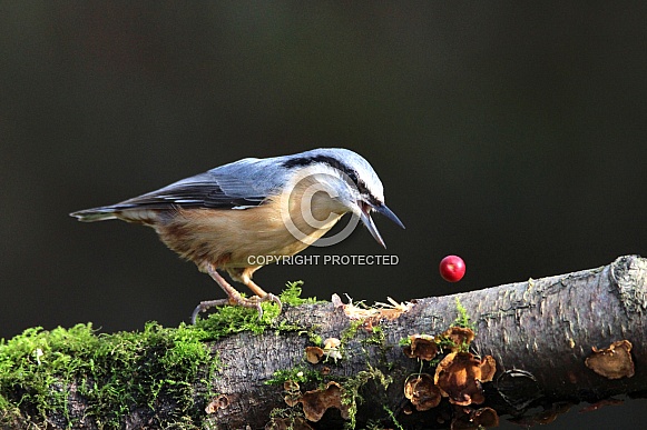 Nuthatch dropped his berry
