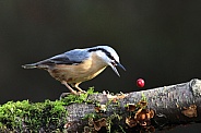 Nuthatch dropped his berry