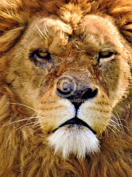 African Lion Full Face