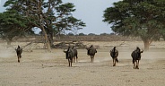 Wildebeest walking