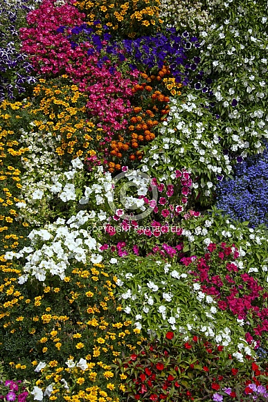 Floral display - Ripon - UK