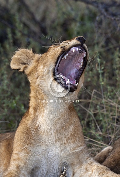 Lion cub (Panthera leo) - Botswana