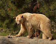 White Kermode Bear