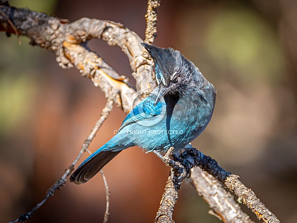 Steller's Jay in the Colorado Mountains