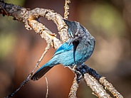 Steller's Jay in the Colorado Mountains