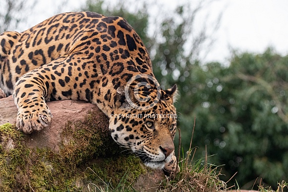 Jaguar Lying Over A Rock