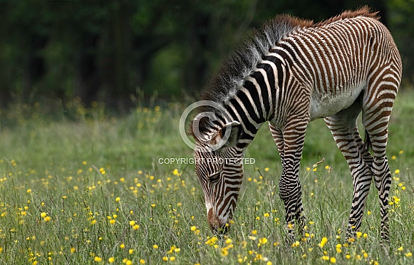 Grevy's Zebra Foal Side Profile Full Body