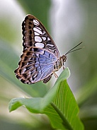 Royal Blue Butterfly (Myscelia cyaniris)