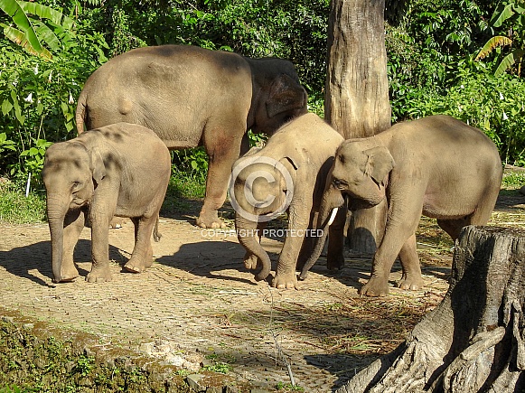 Group of Sumatran Elephants