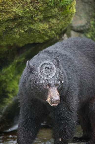 Black Bear (wild)