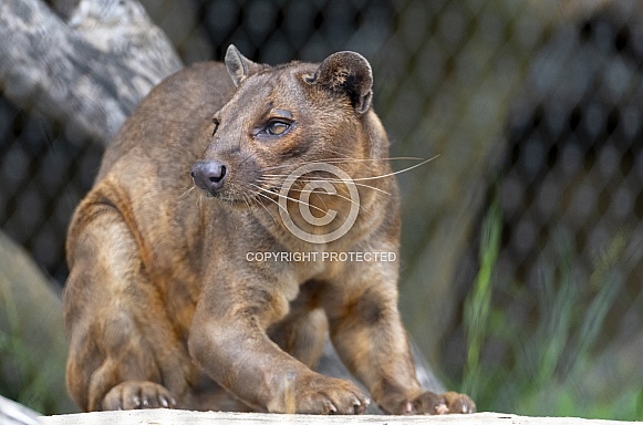 Fossa at the zoo after eating on the rock