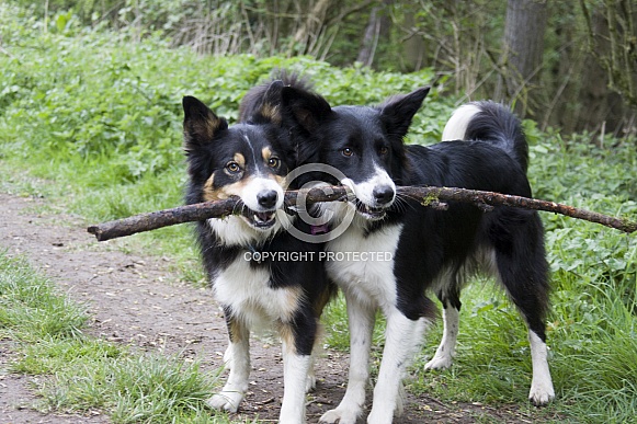 Border collies playing with stick