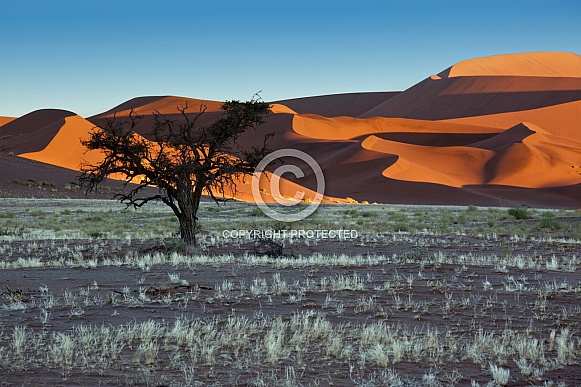 Namib Desert - Sossusvlei - Namibia - Africa