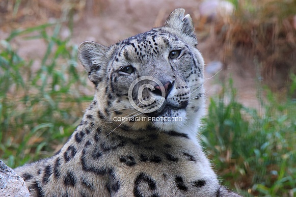 Snow Leopard - Close-Up