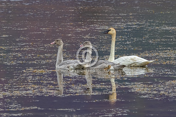 Trumpeter Swan Adult with Cygnets in Alaska