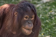 Young Bornean Orangutan