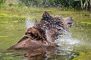 Brown Bear Shaking in Water