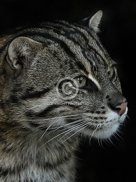 Fishing cat close up