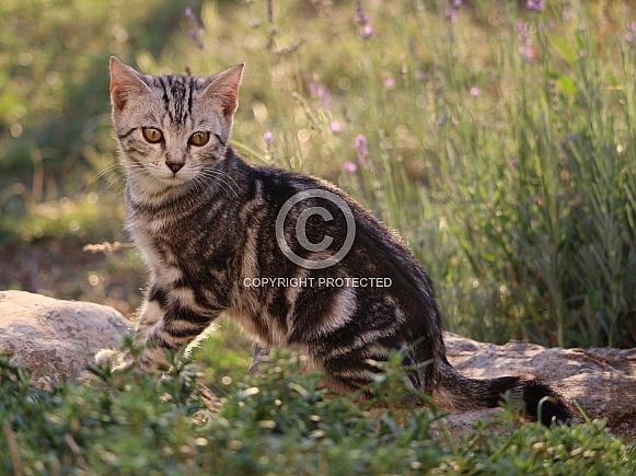 Tabby Kitten In Nature