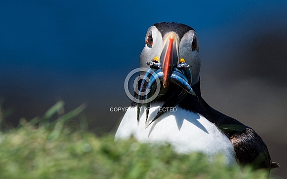 Puffin with eels