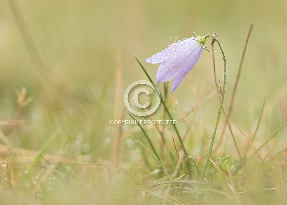 Harebell with Dew
