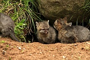 Group of baby foxes