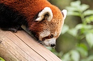 Red Panda Climbing Downwards