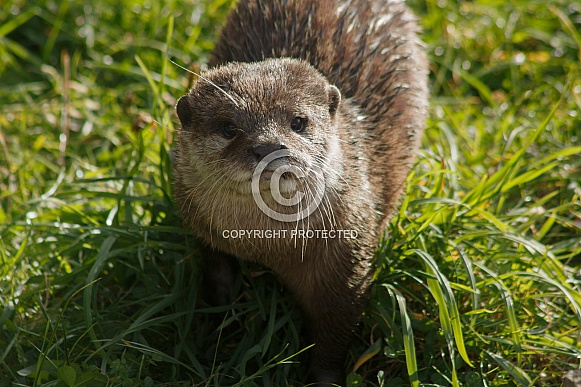 Asian Short Clawed Otter In The Grass