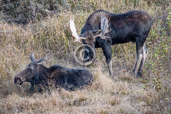 Bull Moose with Female