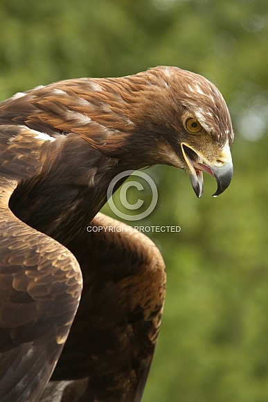 Golden Eagle (Aquila chrysaetos) - Scotland