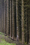 Forest of pine trees - Scotland