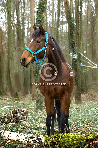 Horse In Forest