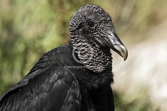 Black Vulture Close Up