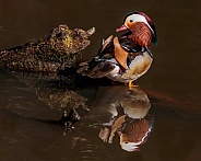Mandarin Duck-Mandarin Duck Reflections