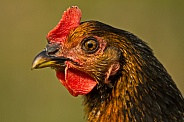 Chicken (hen - Black Rock)