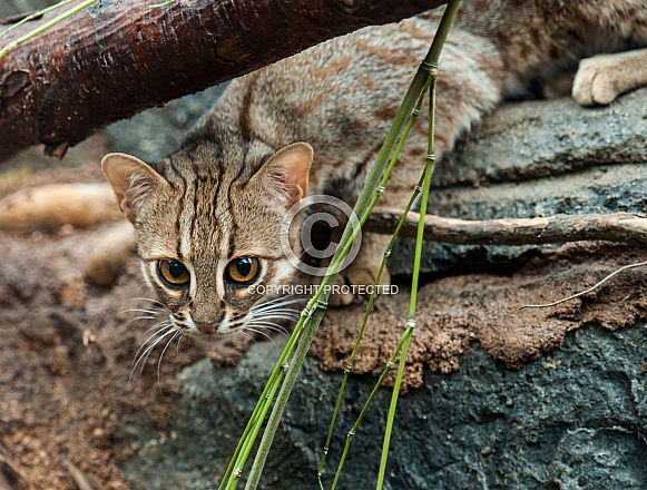 Rusty Spotted Cat