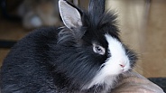 Black and White pet Rabbit.
