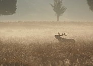 Red Deer at Sunrise