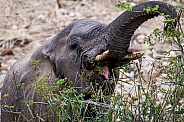 African Elephant Calf (wild)