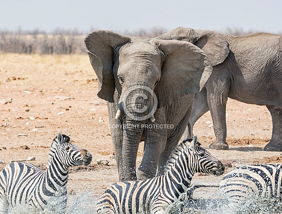 Elephant Chasing Zebra (wild)