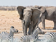 Elephant Chasing Zebra (wild)