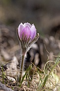 Pasque Flower found at Red Feather Lakes, Co.