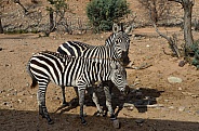 Zebra Mare and Foal