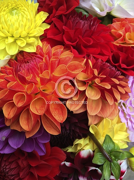 Colourful Flowers - Dahlia