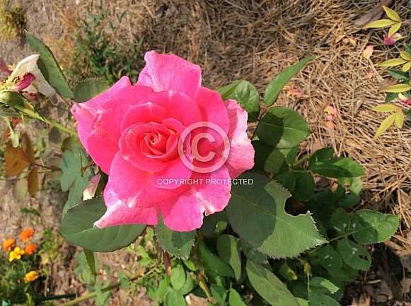 Pink  Rose