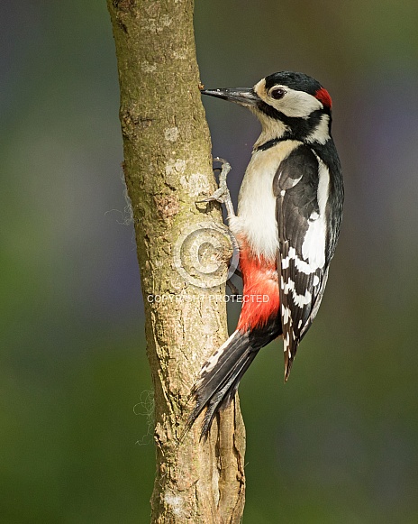 Great Spotted Woodpecker (male) in Bluebells